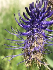 Phyteuma betonicifolium