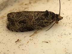 Olethreutes furfuranum