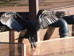 Phalacrocorax carbo