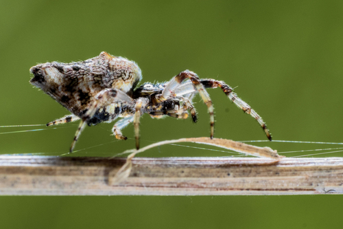 Walckenaer's Trashline Orbweaver