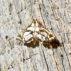 Chrysendeton medicinalis