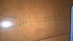 Lolium perenne perenne
