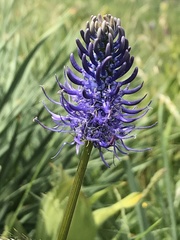 Phyteuma betonicifolium