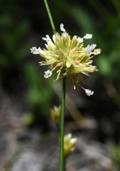 Juncus chlorocephalus