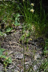 Juncus chlorocephalus