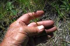 Juncus chlorocephalus