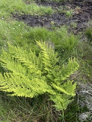 Dryopteris dilatata