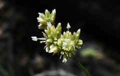 Juncus chlorocephalus