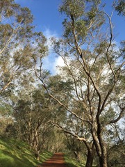 Eucalyptus rudis