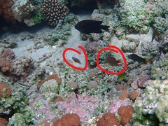 Neoglyphidodon polyacanthus