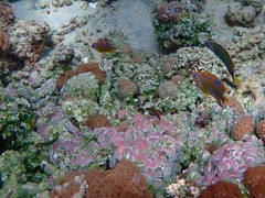 Neoglyphidodon polyacanthus