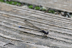 Argia tibialis