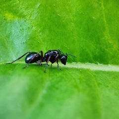 Polyrhachis rastellata