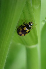 Propylea quatuordecimpunctata