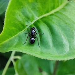 Polyrhachis rastellata