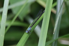 Argia tibialis