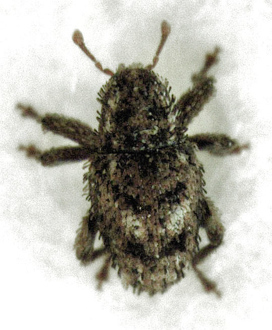 Ampagia rudis