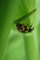 Propylea quatuordecimpunctata