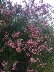 Chamelaucium uncinatum