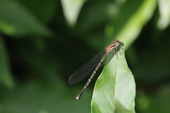 Argia tibialis