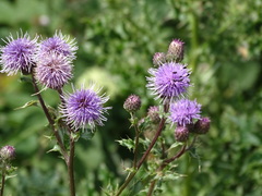 Cirsium arvense