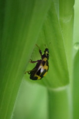 Propylea quatuordecimpunctata