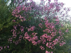 Chamelaucium uncinatum