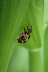 Propylea quatuordecimpunctata