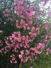 Chamelaucium uncinatum