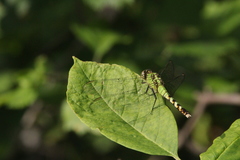 Erythemis simplicicollis