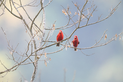 Carpodacus sipahi