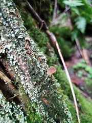 Mycena viridimarginata