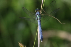 Erythemis simplicicollis