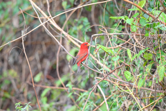 Carpodacus sipahi