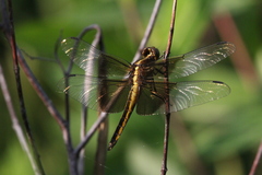 Libellula luctuosa