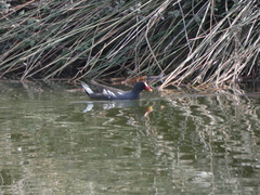 Gallinula chloropus