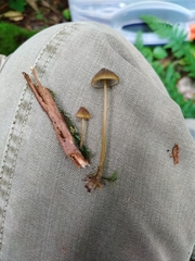 Mycena viridimarginata