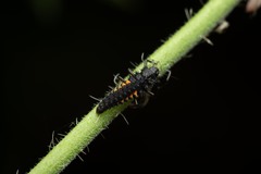 Harmonia quadripunctata