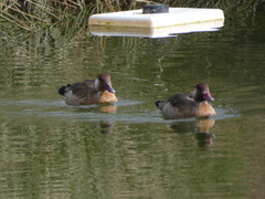 Amazonetta brasiliensis