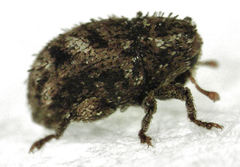Ampagia rudis