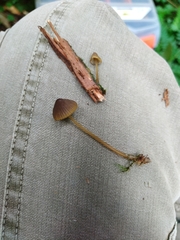 Mycena viridimarginata