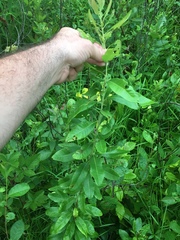 Morella caroliniensis