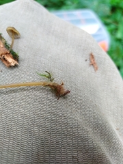 Mycena viridimarginata