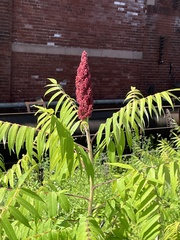 Rhus typhina