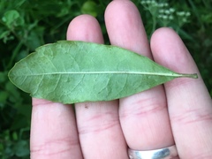 Morella caroliniensis