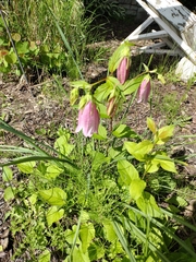 Campanula punctata
