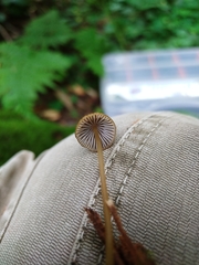 Mycena viridimarginata