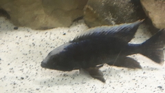 Copadichromis trewavasae