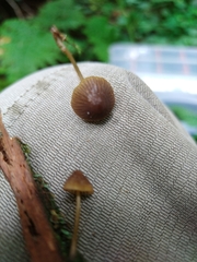 Mycena viridimarginata