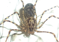Scytodes longipes